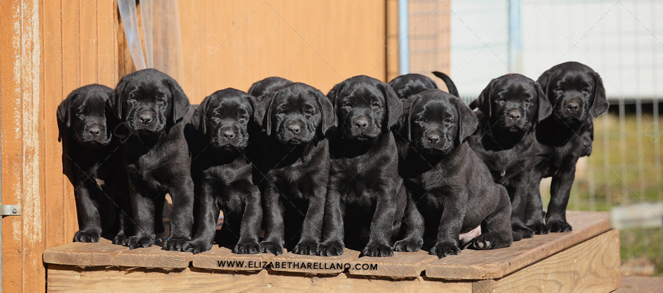 Frostypups